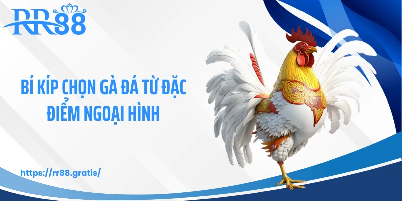 Bí kíp chọn gà đá từ đặc điểm ngoại hình