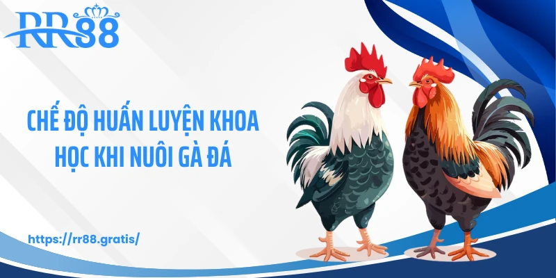 Chế độ huấn luyện khoa học khi nuôi gà đá